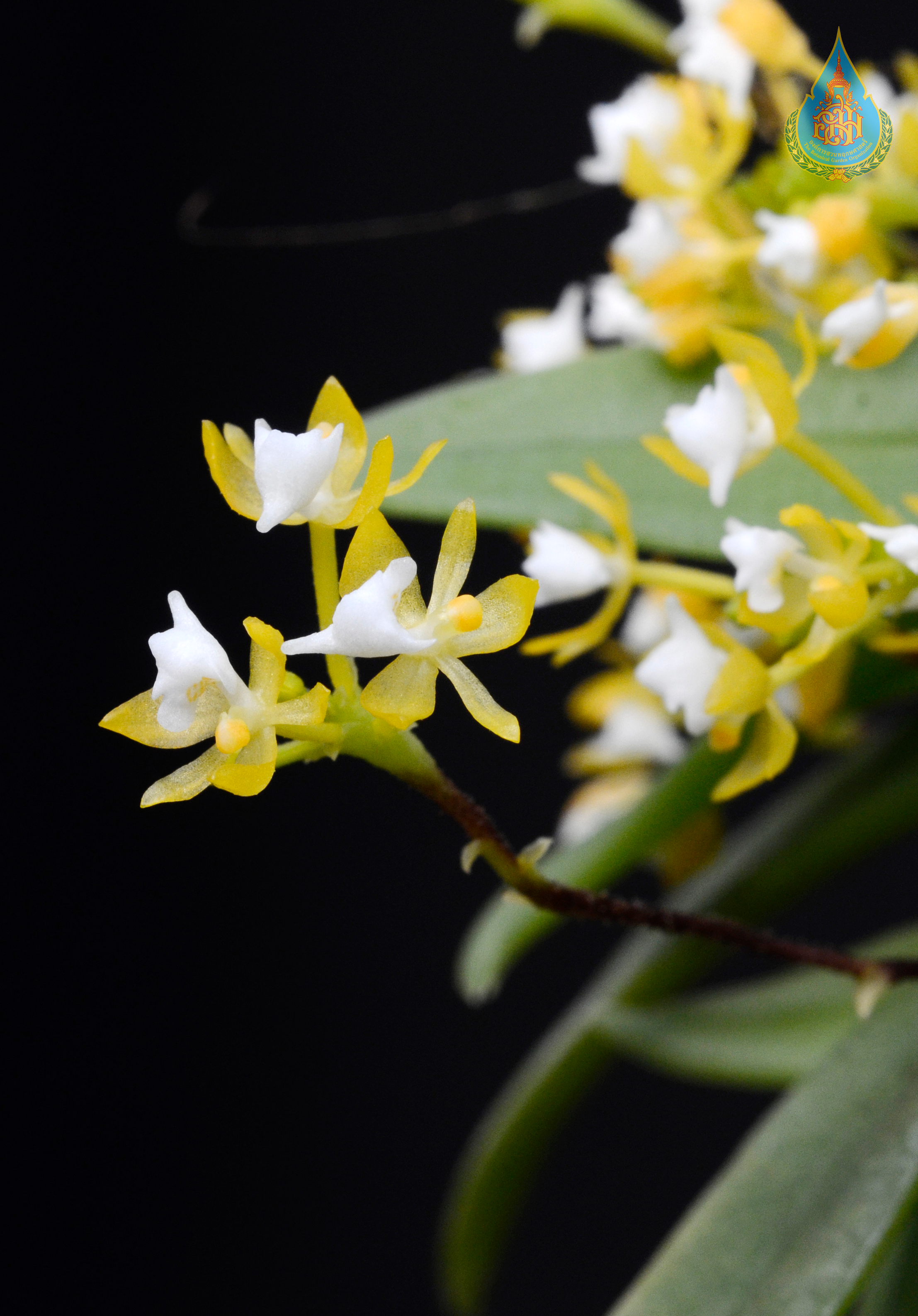 เอื้องถุงเงิน Grosourdya nitida (Seidenf.) Kocyan & Schuit.<br/>ORCHIDACEAE